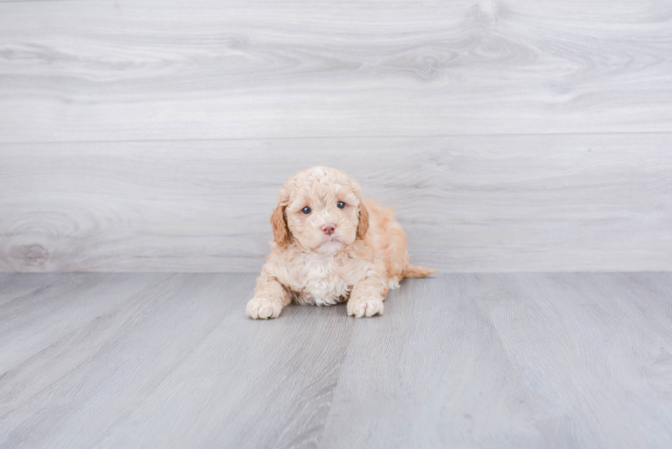 Small Mini Goldendoodle Baby