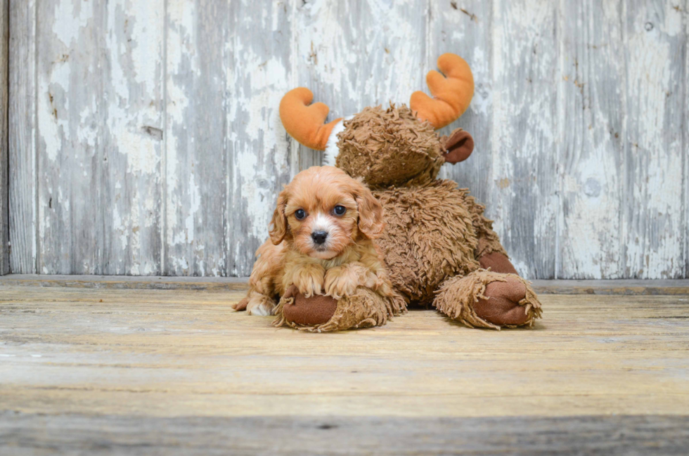 Happy Cavapoo Baby