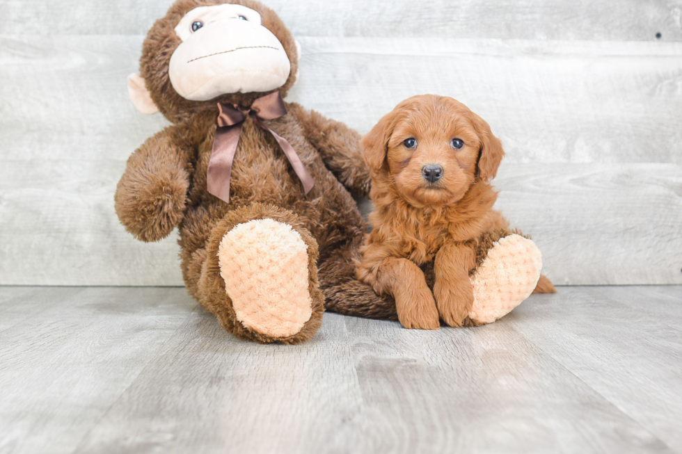 Mini Goldendoodle Puppy for Adoption