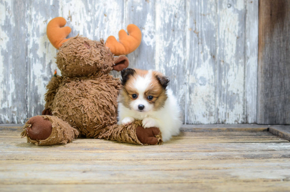 Pomeranian Pup Being Cute