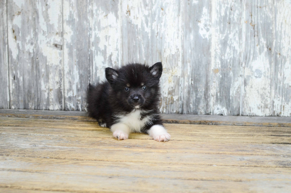 Adorable Mini Husky Designer Puppy