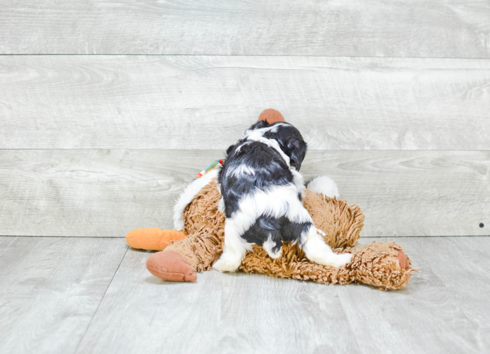 Cavachon Pup Being Cute