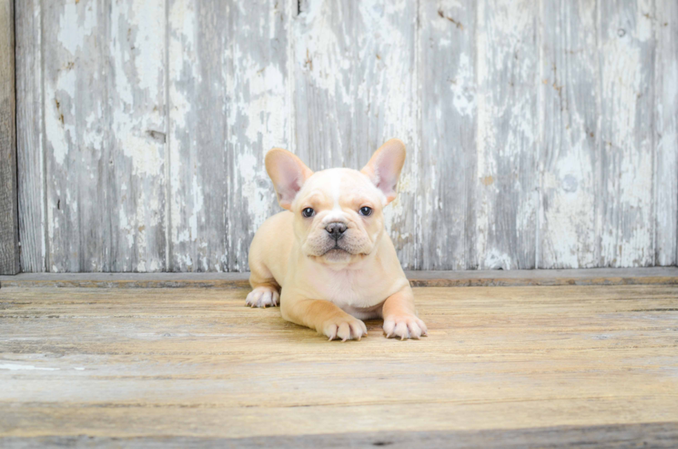 Happy Frenchie Purebred Puppy