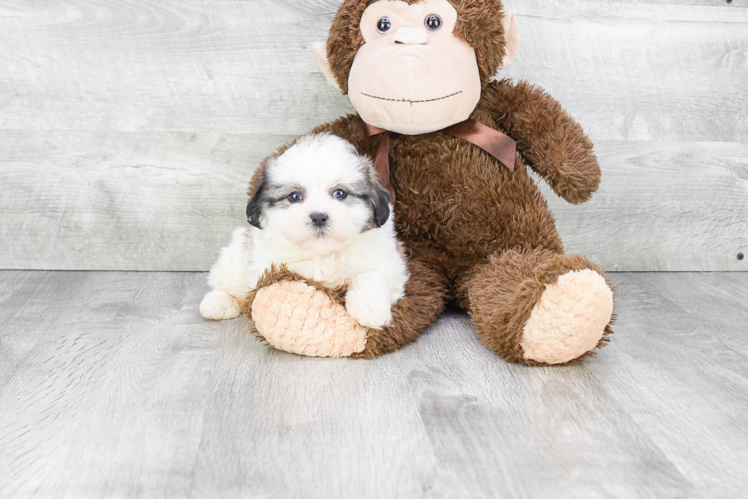 Playful Shit Designer Puppy