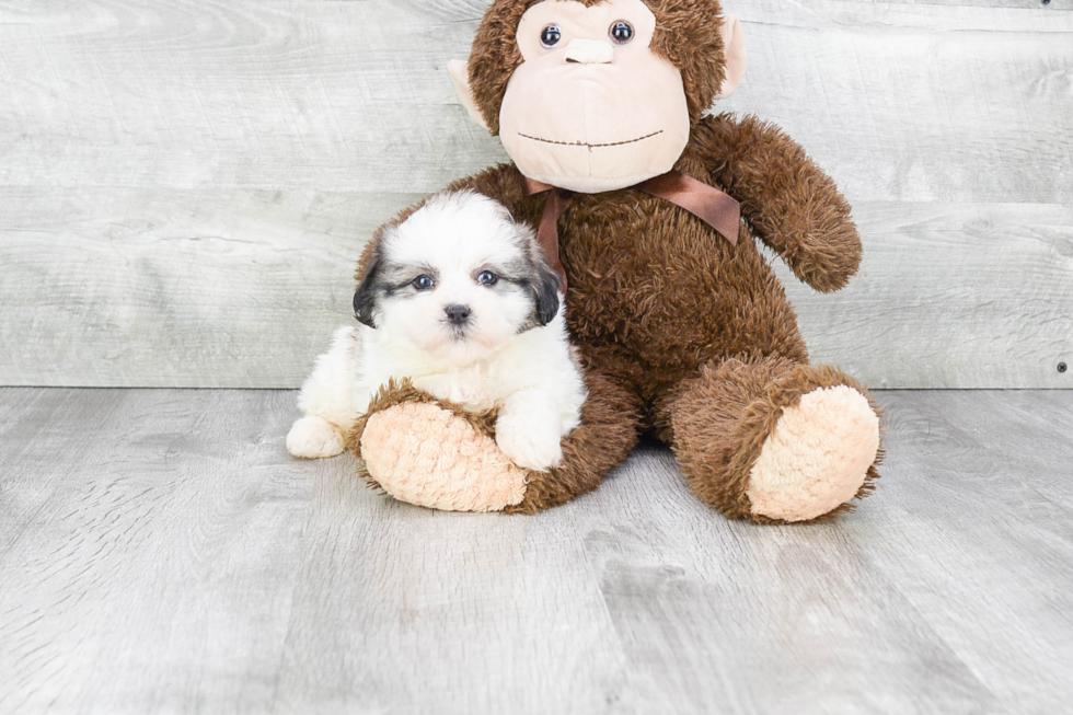 Playful Shit Designer Puppy