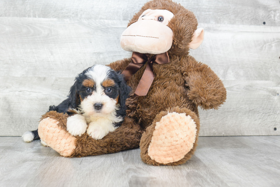 Mini Bernedoodle Puppy for Adoption