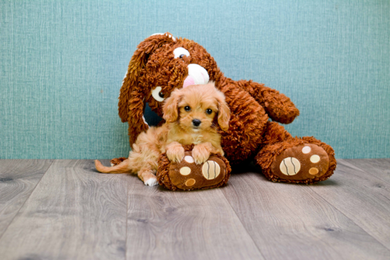 Funny Cavapoo Poodle Mix Pup