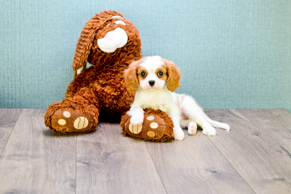 Funny Cavalier King Charles Spaniel Purebred Pup