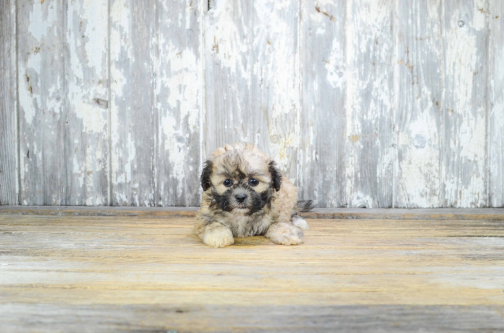 Teddy Bear Puppy for Adoption