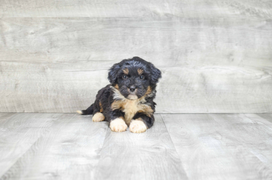 Mini Bernedoodle Pup Being Cute