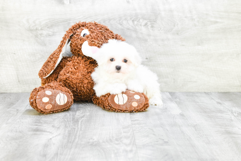 Small Maltese Purebred Pup