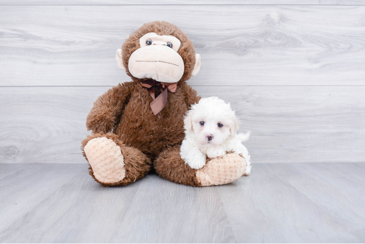 Maltipoo Puppy for Adoption