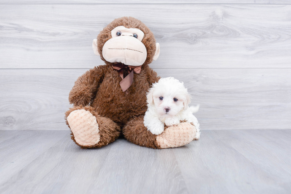 Maltipoo Puppy for Adoption