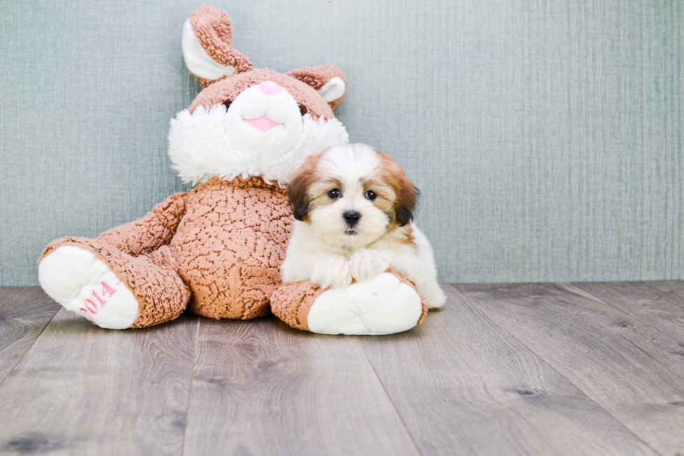 Happy Teddy Bear Baby