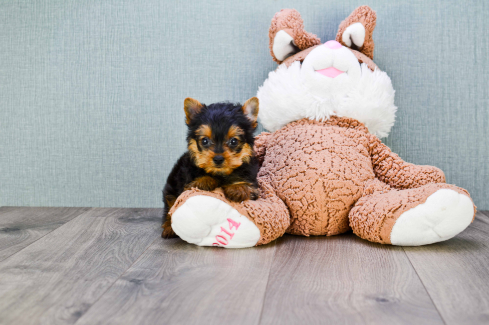 Meet Steph - our Yorkshire Terrier Puppy Photo 