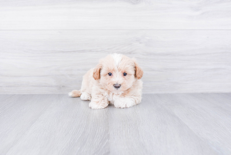 Hypoallergenic Maltese Poodle Poodle Mix Puppy