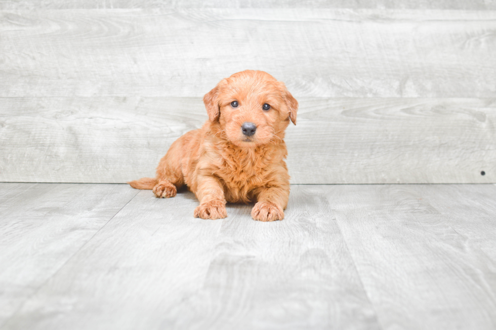 Best Mini Goldendoodle Baby