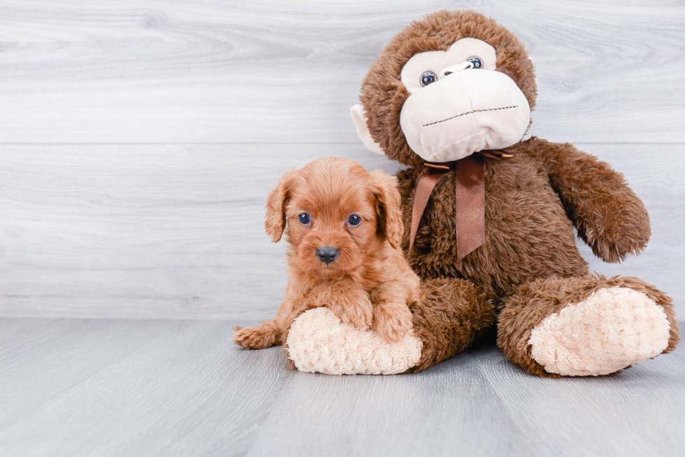 Best Cavapoo Baby