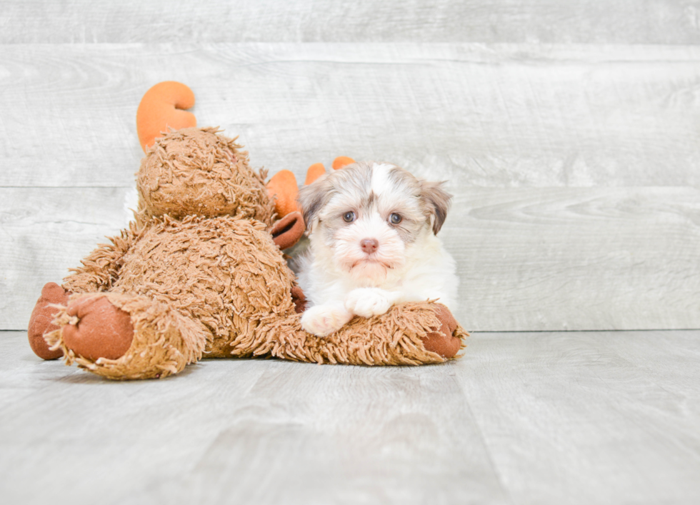 Happy Havanese Purebred Puppy