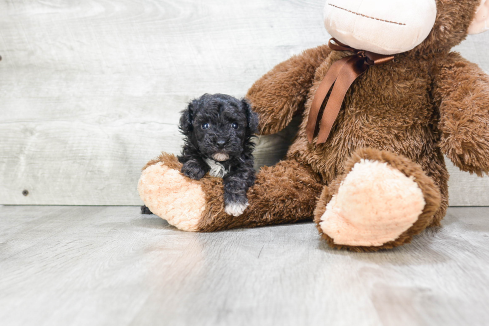 Poodle Puppy for Adoption