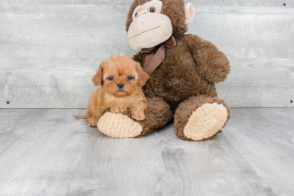 Cavapoo Puppy for Adoption