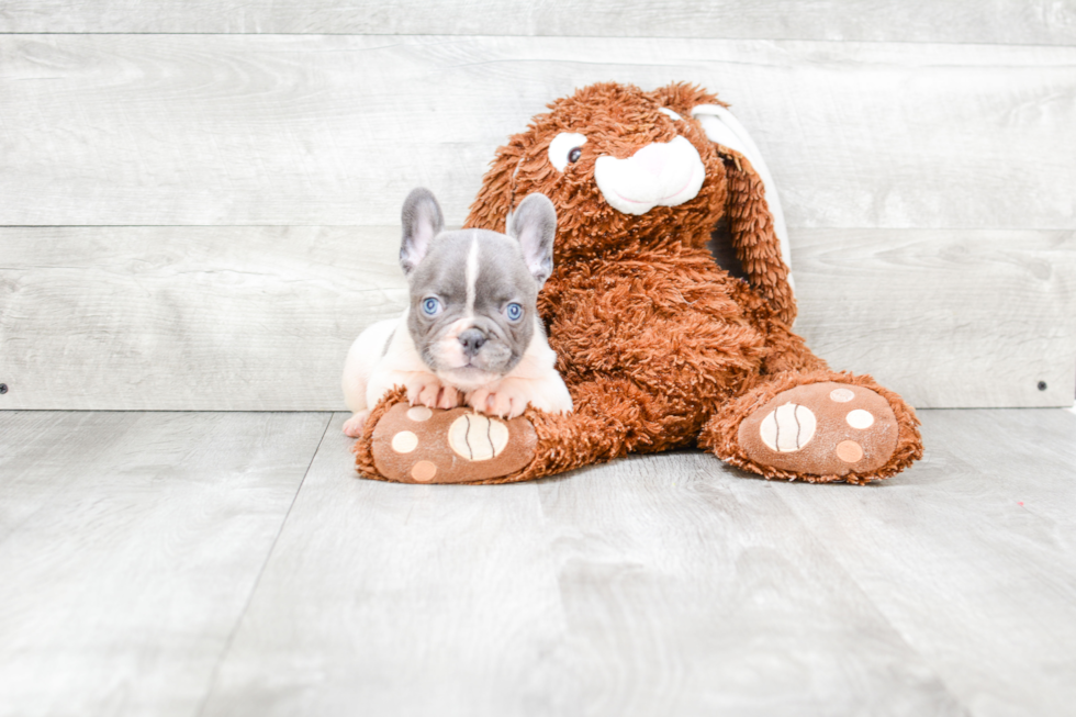 Hypoallergenic French Bulldog Purebred Pup