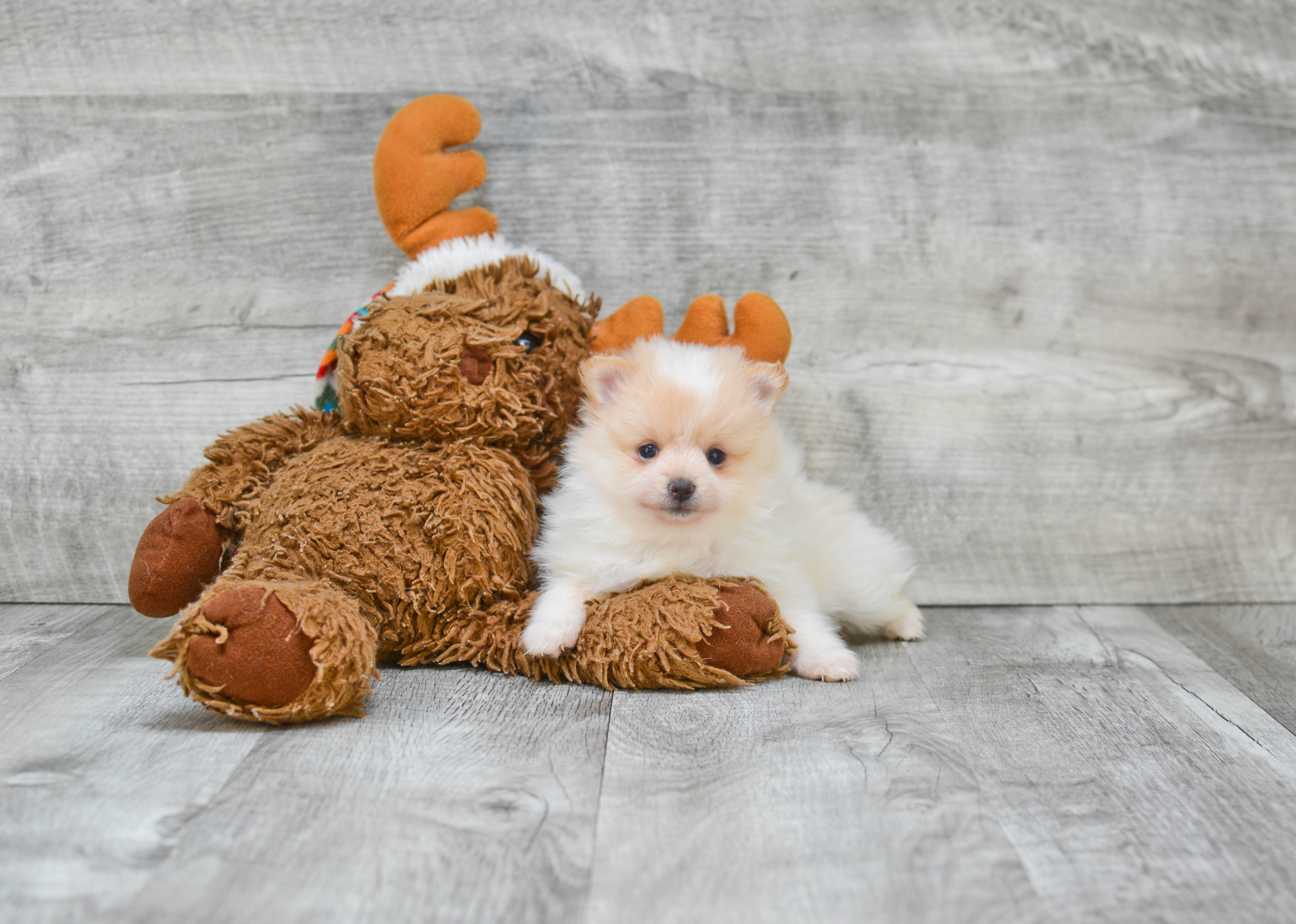 Pomeranian Puppy for Adoption