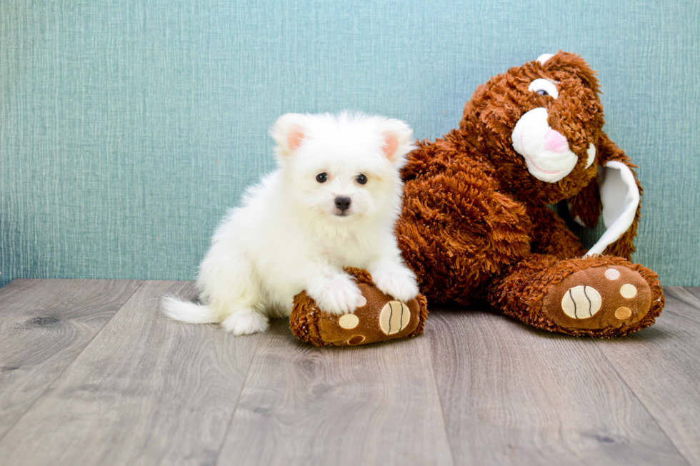 Maltipom Pup Being Cute