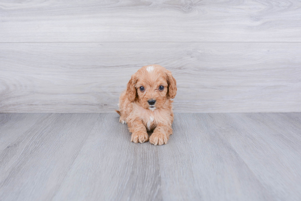 Cavapoo Pup Being Cute