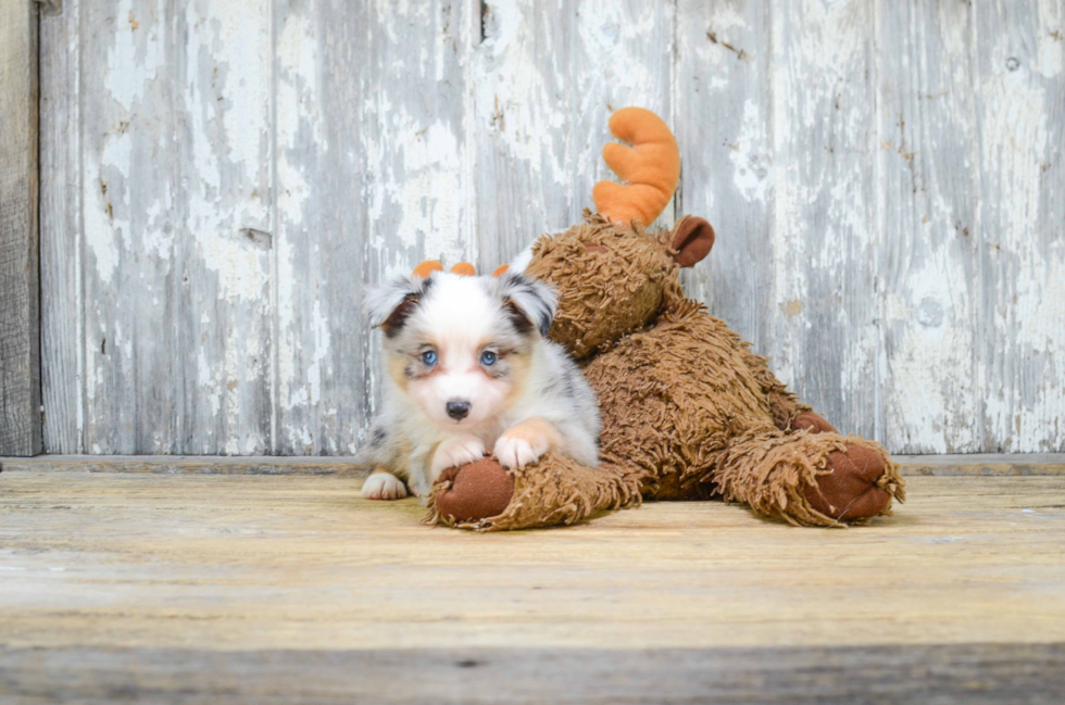 Best Mini Aussiedoodle Baby