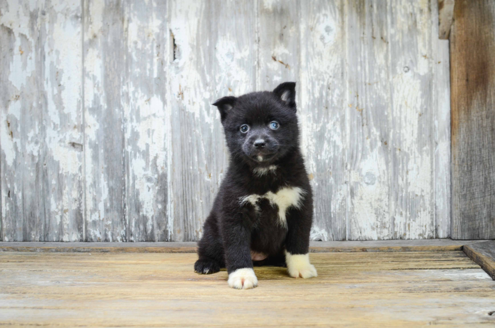 Sweet Pomsky Baby