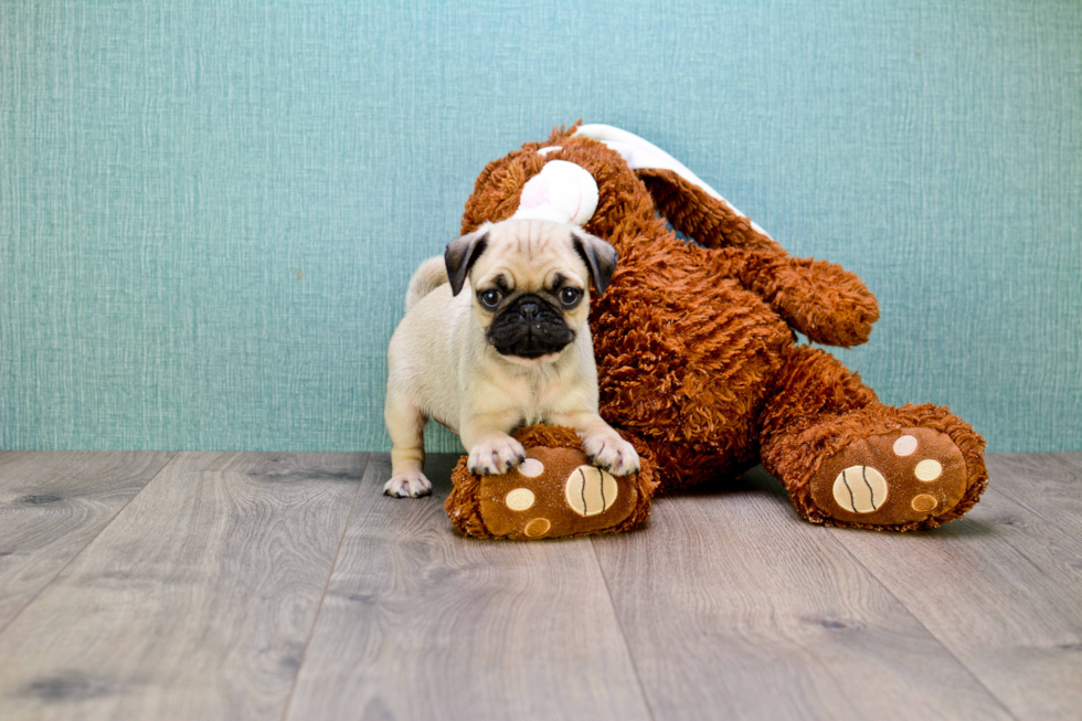 Sweet Pug Purebred Puppy