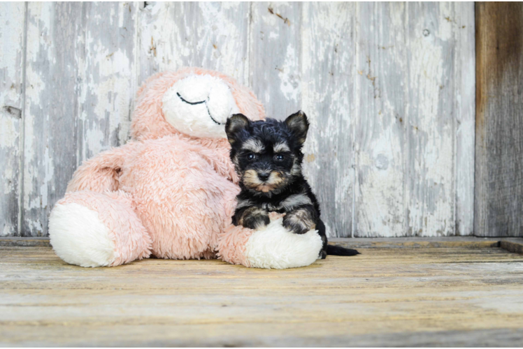 Best Morkie Baby