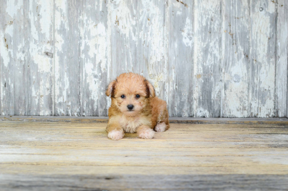 Happy Morkie Baby