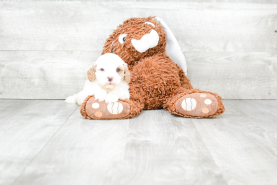 Cavapoo Pup Being Cute