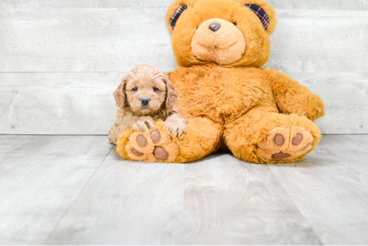 Cockapoo Pup Being Cute