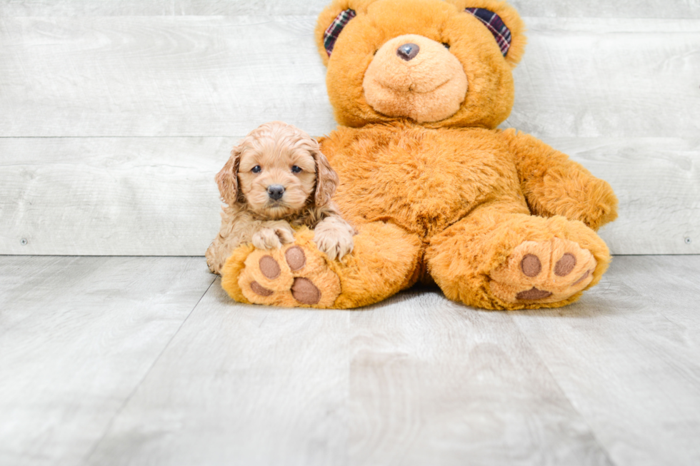 Cockapoo Pup Being Cute