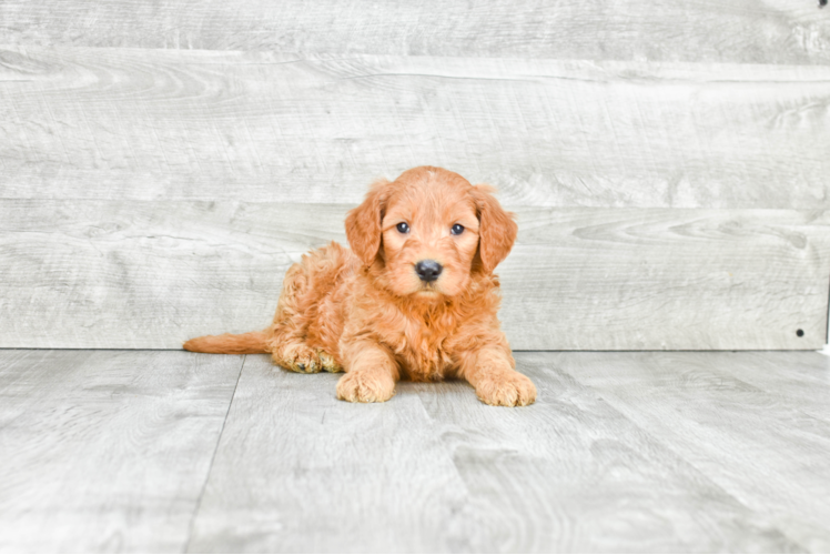 Energetic Golden Retriever Poodle Mix Puppy