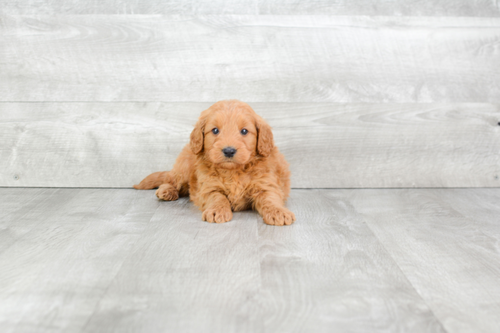 Sweet Mini Goldendoodle Baby