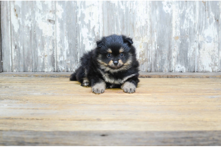 Pomeranian Pup Being Cute