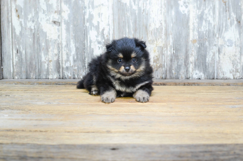 Pomeranian Pup Being Cute