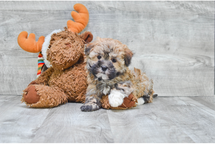 Small Havanese Purebred Pup