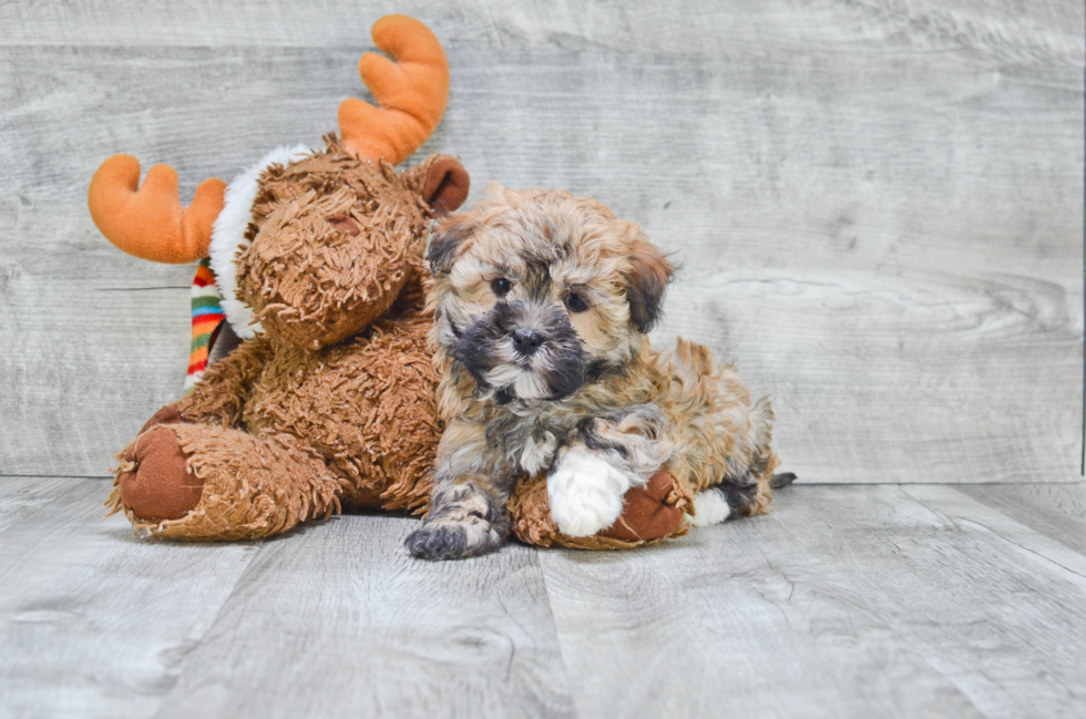 Small Havanese Purebred Pup