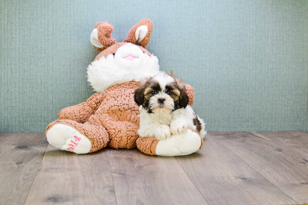 Fluffy Teddy Bear Designer Pup