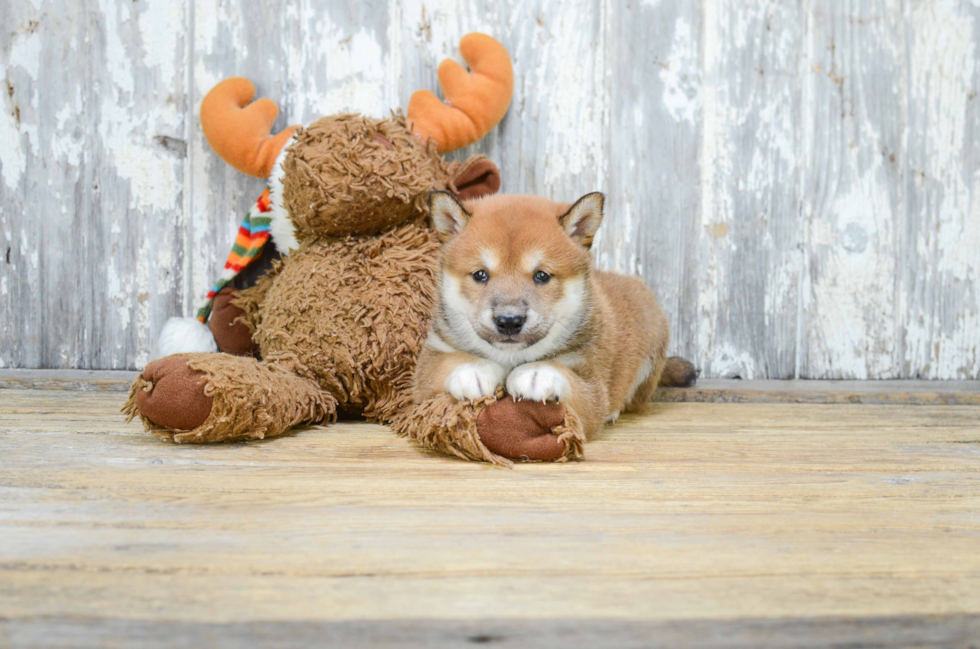 Cute Shiba Inu Mix Pup