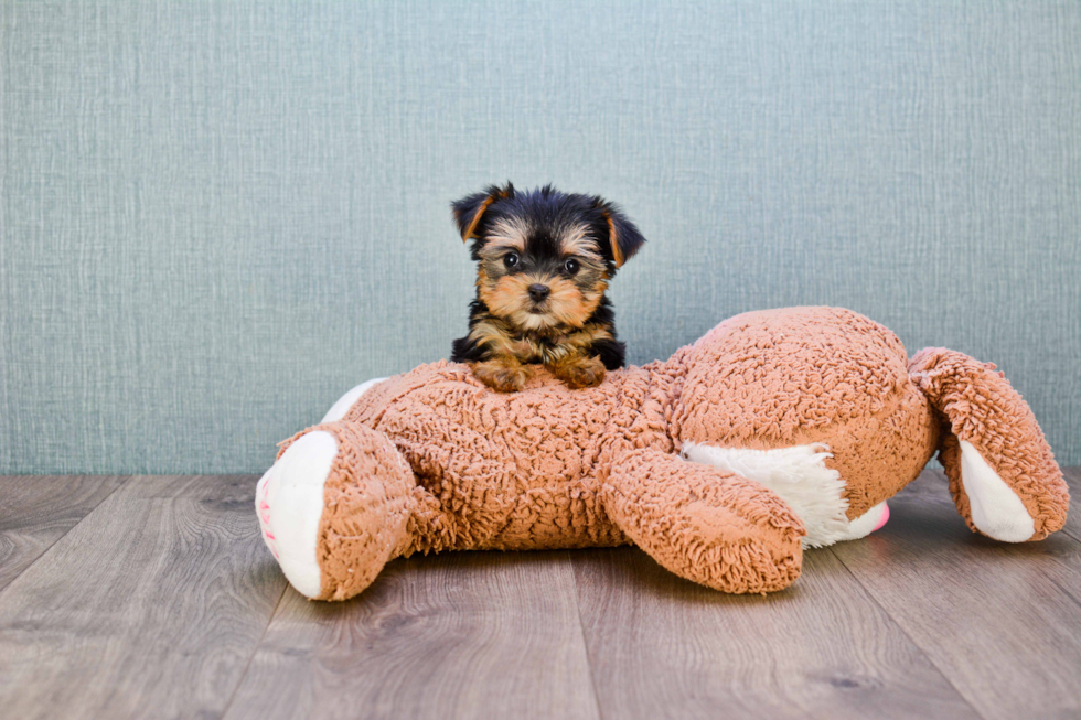 Meet Fiona - our Yorkshire Terrier Puppy Photo 