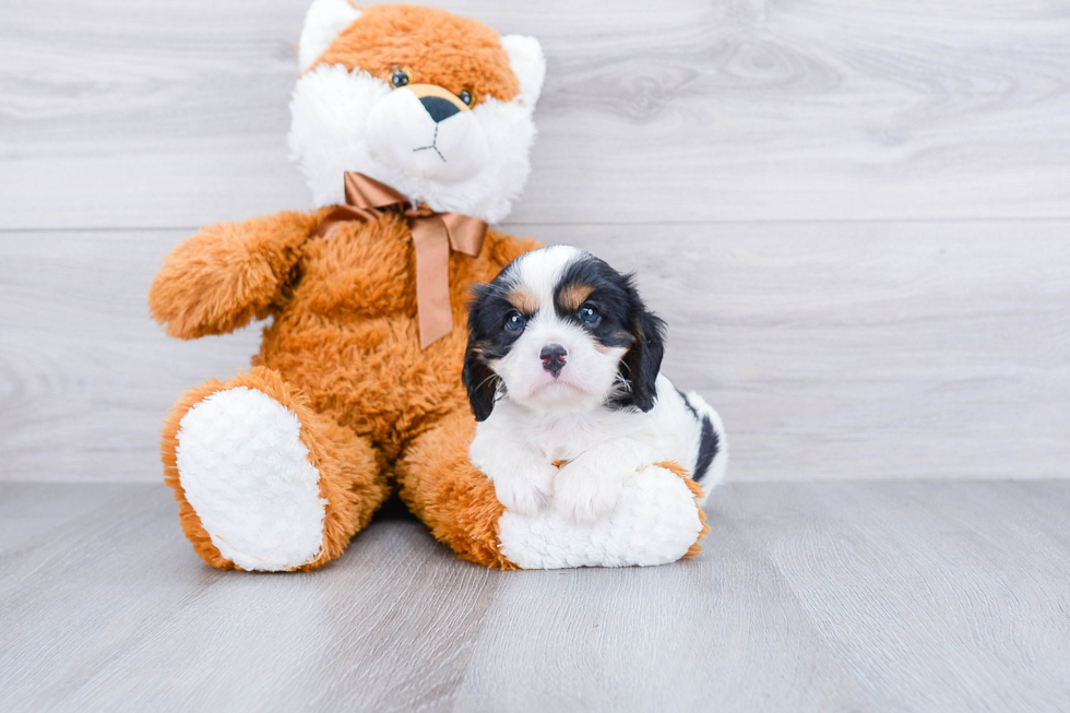 Cavalier King Charles Spaniel Pup Being Cute