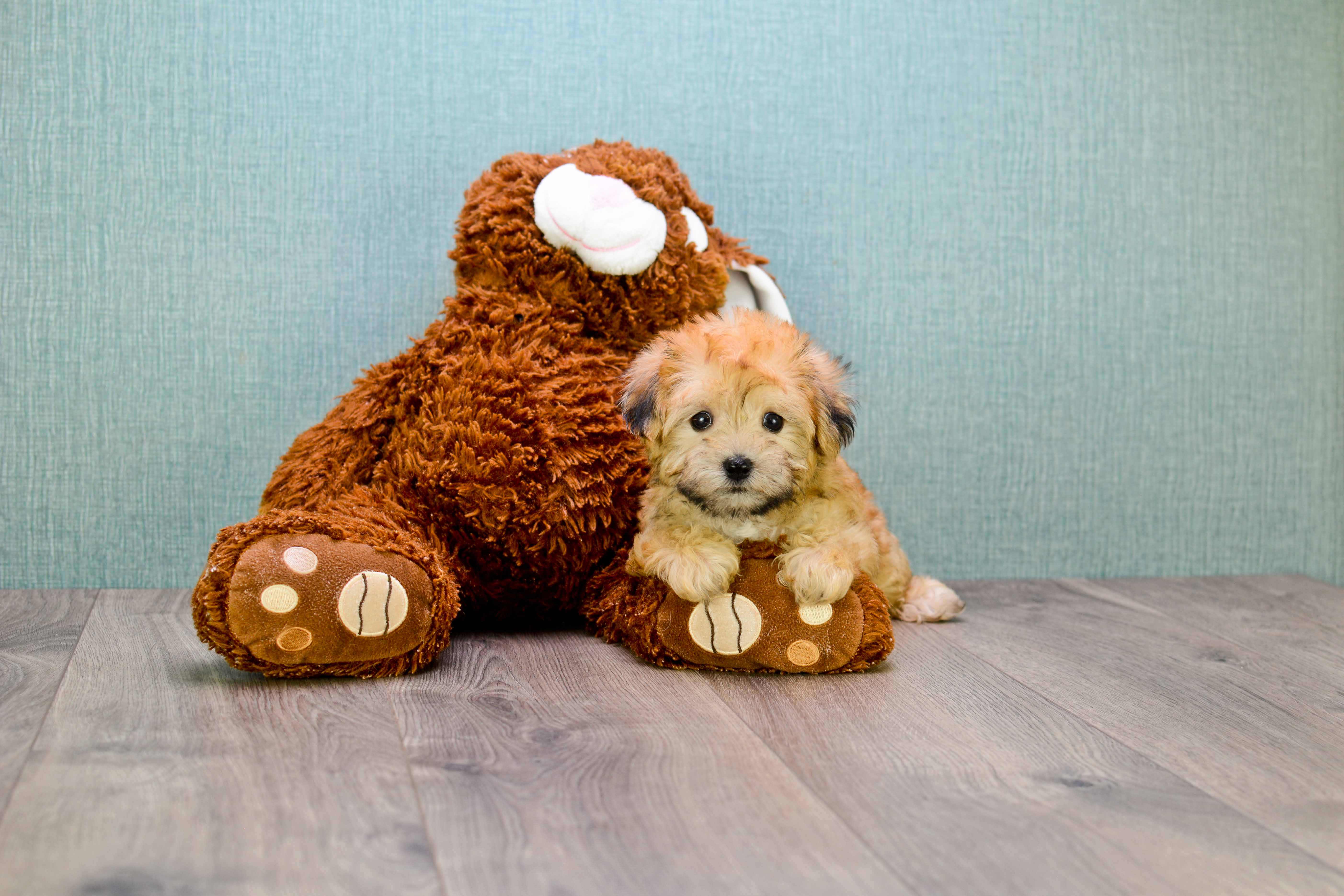Petite Morkie Designer Pup
