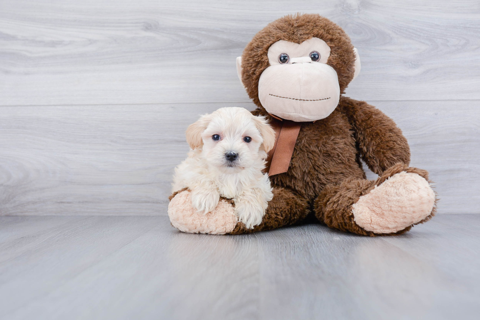 Fluffy Maltipoo Poodle Mix Pup