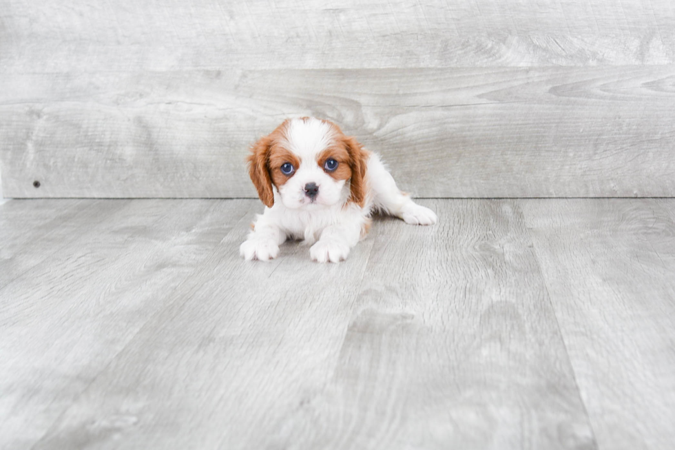 Petite Cavalier King Charles Spaniel Purebred Puppy